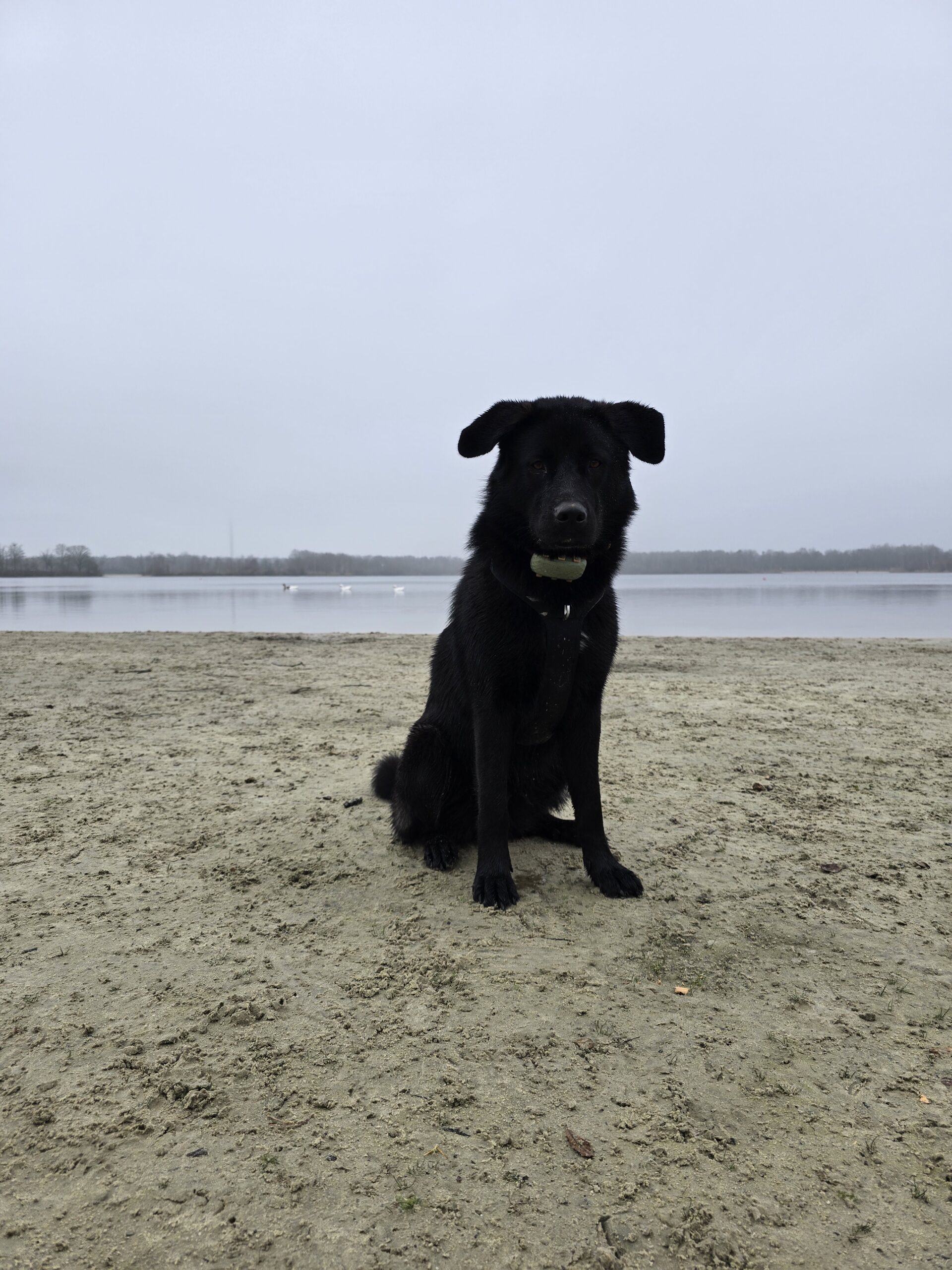 Nova zit rustig aan de oever van een wintermeer