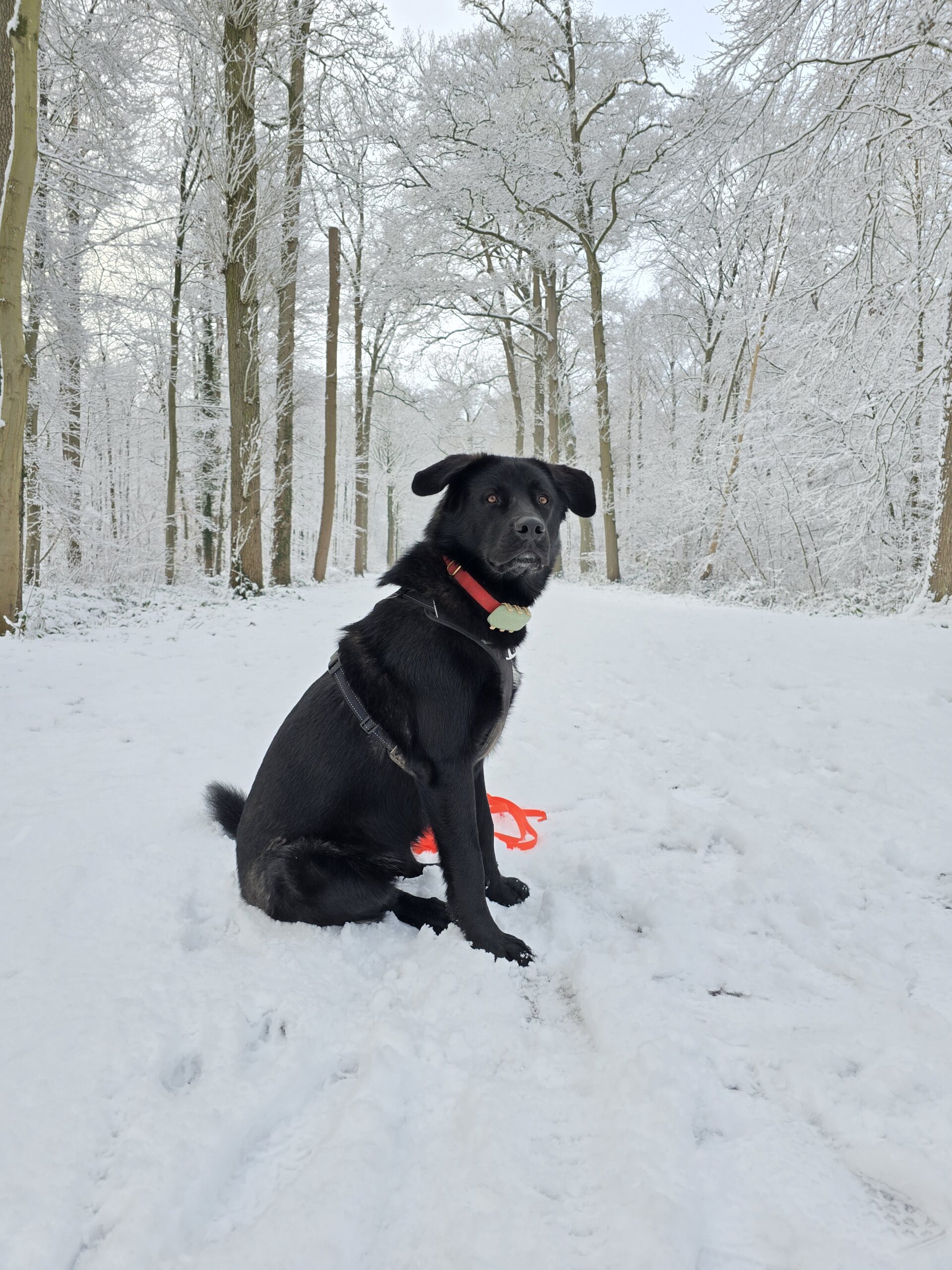 Nova zit rustig in een besneeuwd bos