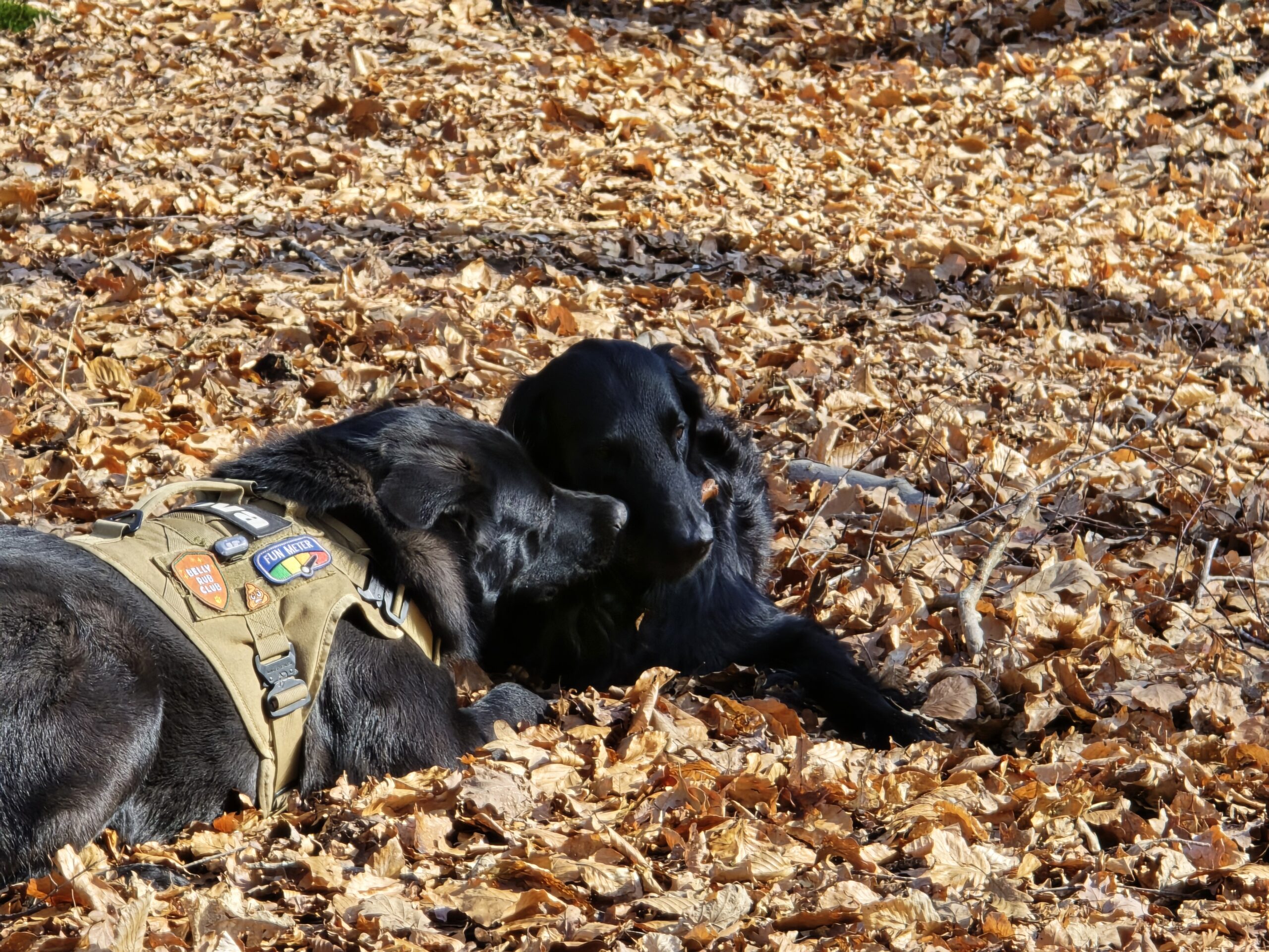 Twee honden maken rustig contact tijdens een wandeling in het bos
