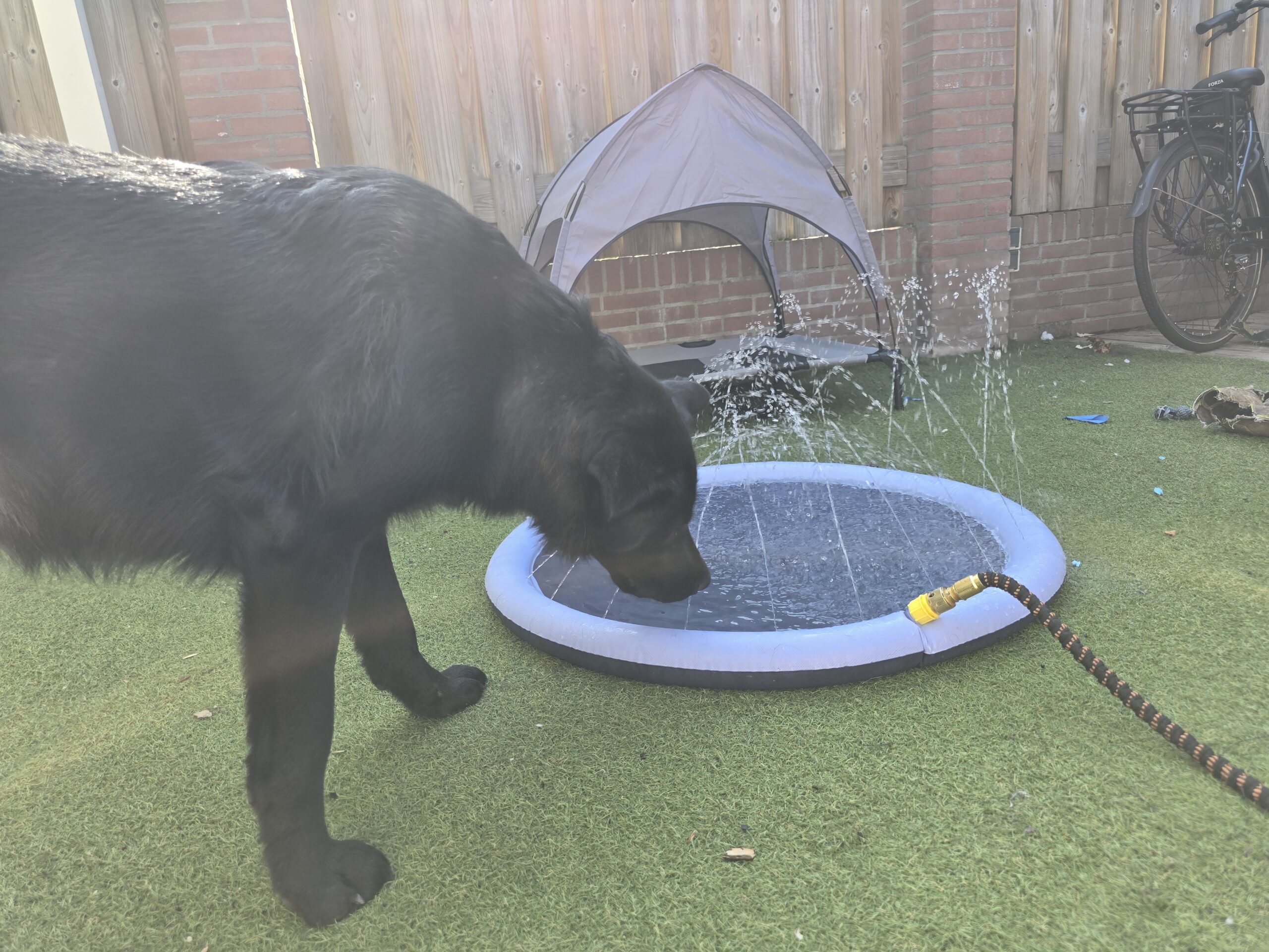 Nova ontdekt verkoeling bij een watersproeier in de tuin