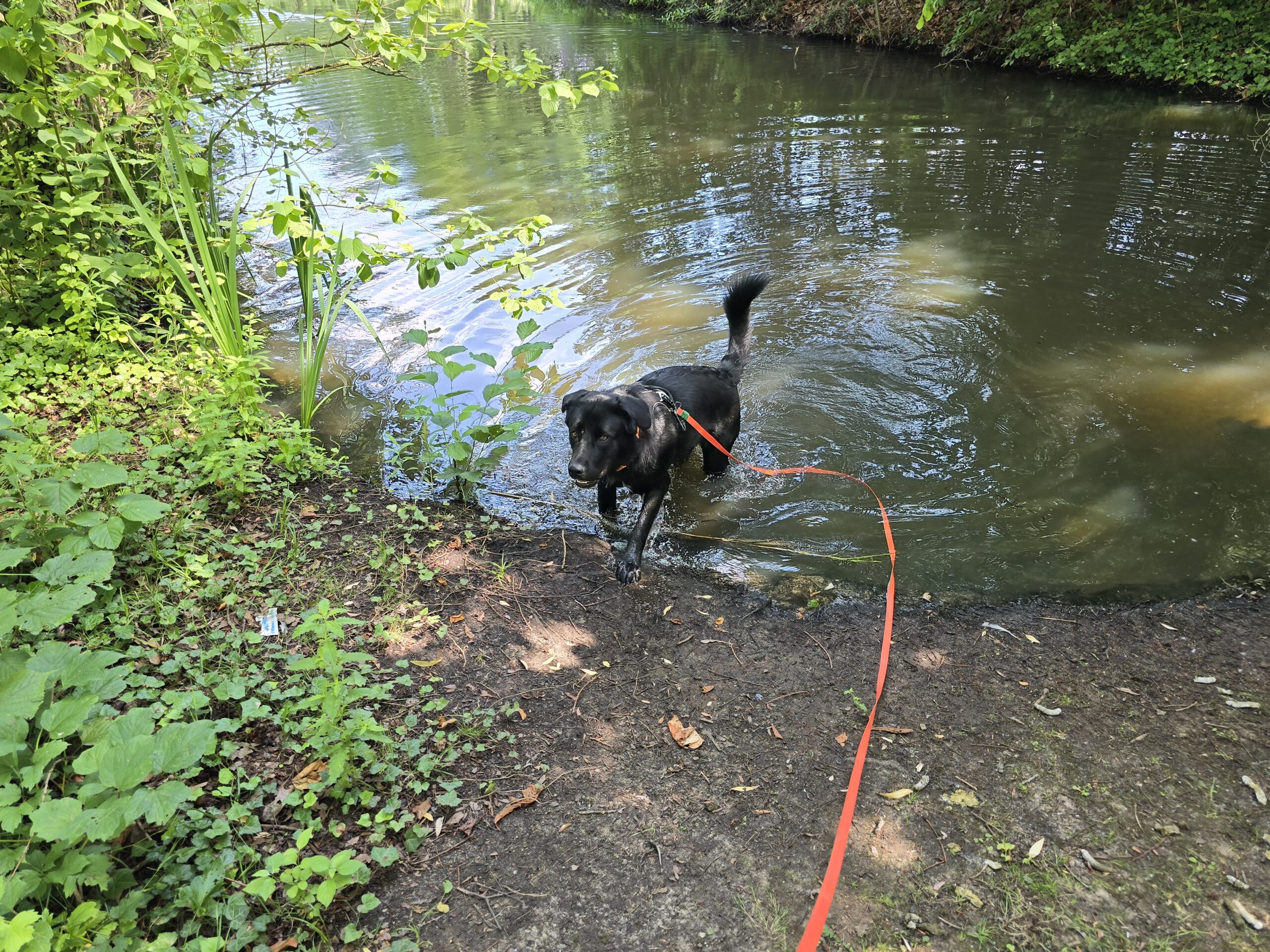 Nova stapt tijdens een wandeling aan de lange lijn uit het water