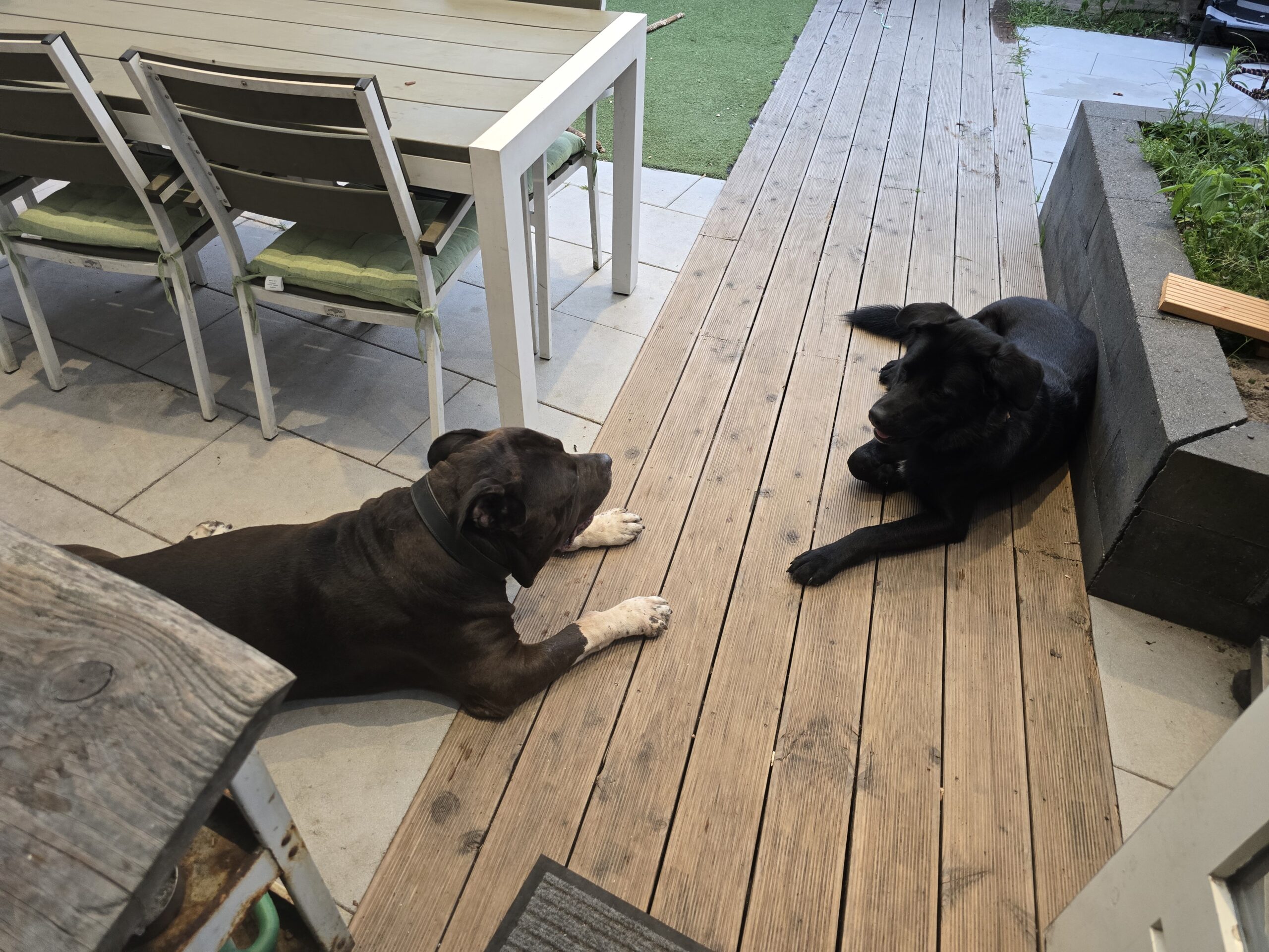 Baloo en Nova nemen samen een rustig moment op het terras