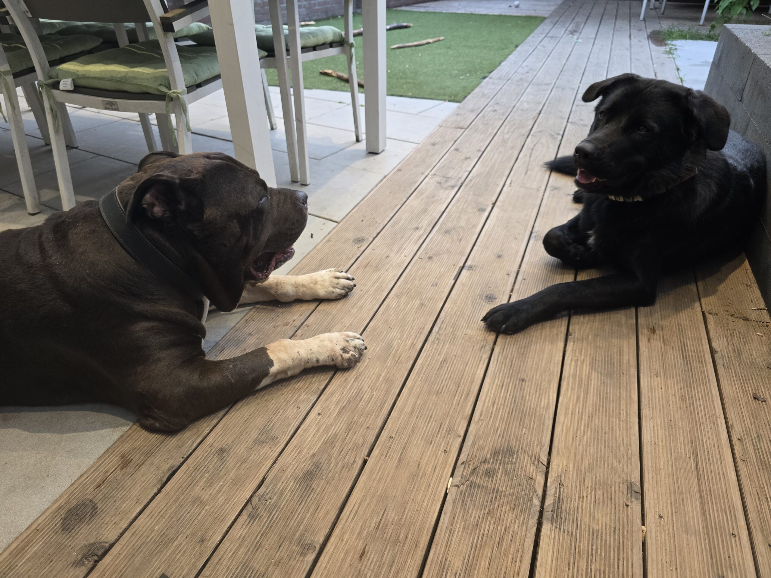 Baloo en Nova rusten ontspannen samen op het terras
