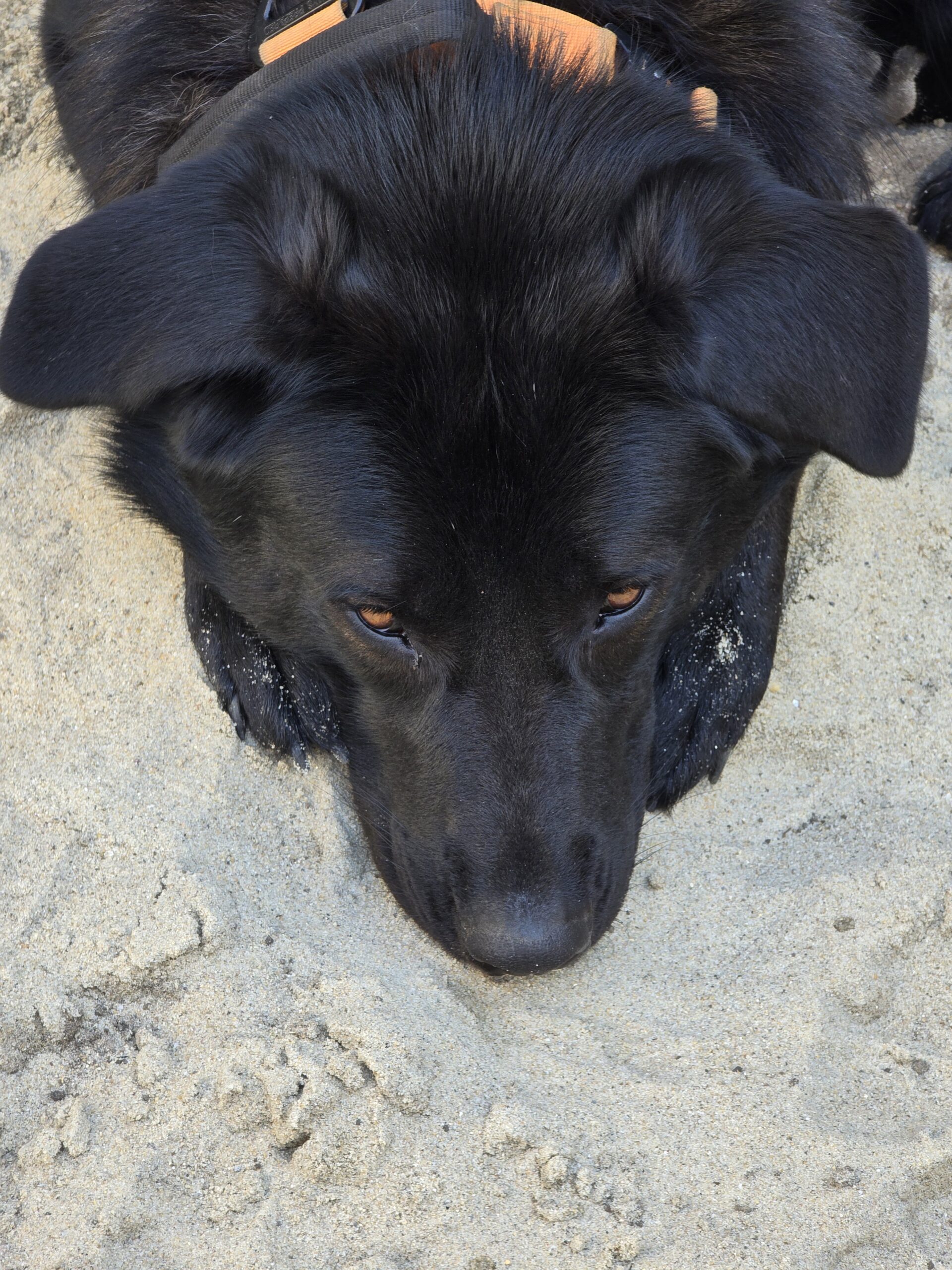 Nova rust met haar kop in het zand na een buitenmoment
