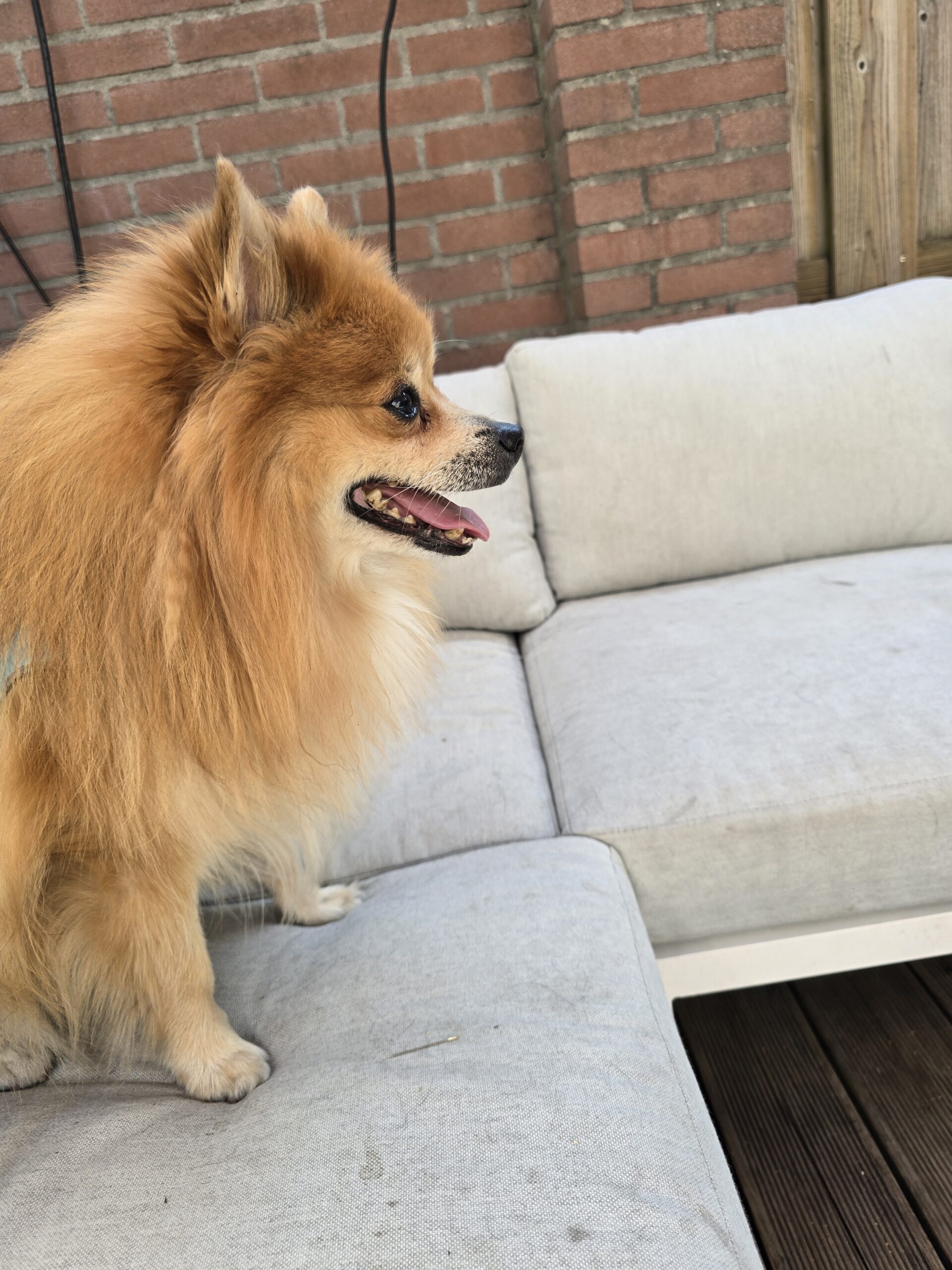 Een kleine keeshond staat ontspannen op de tuinbank