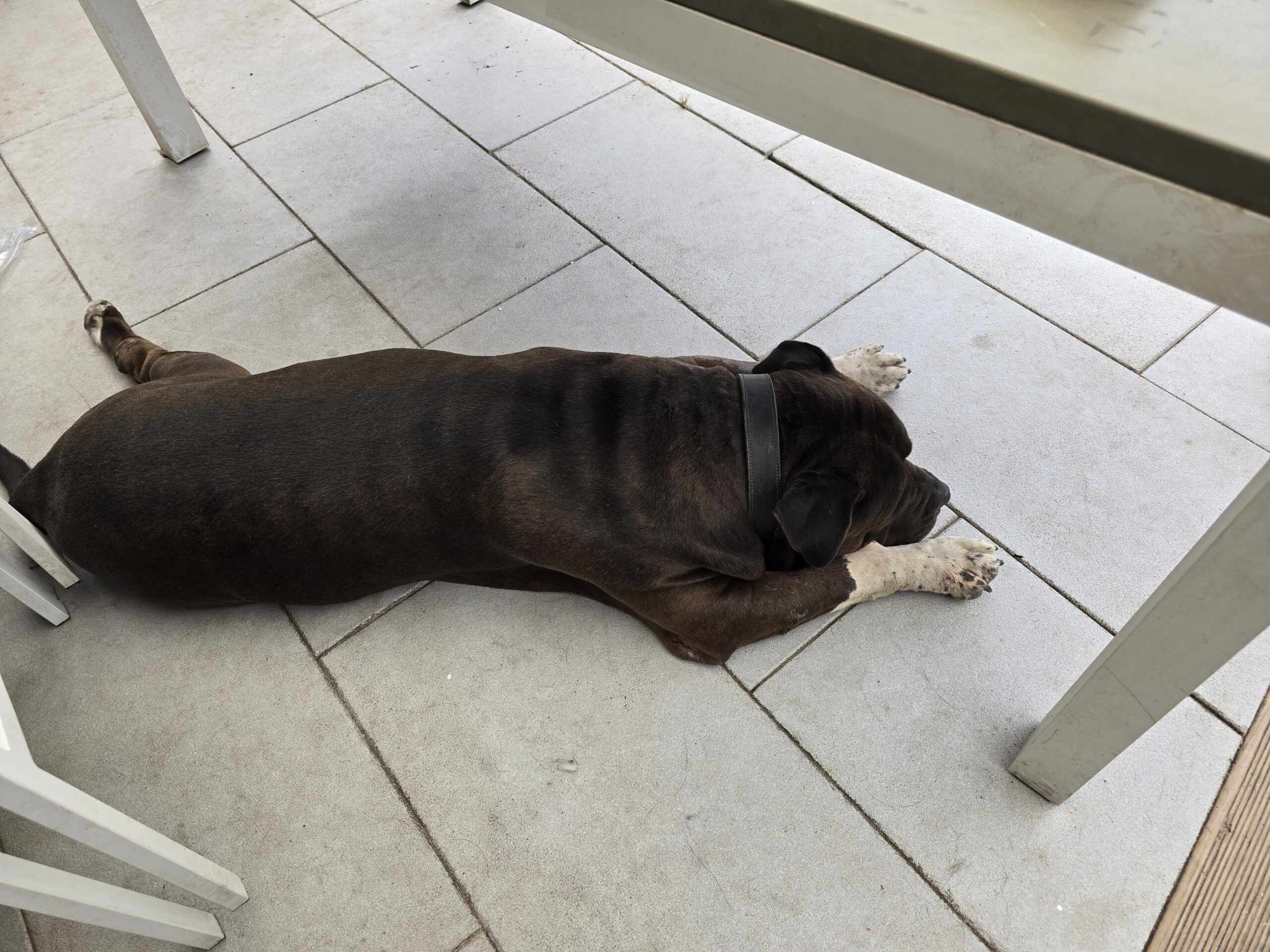 Baloo rust ontspannen onder de buitentafel