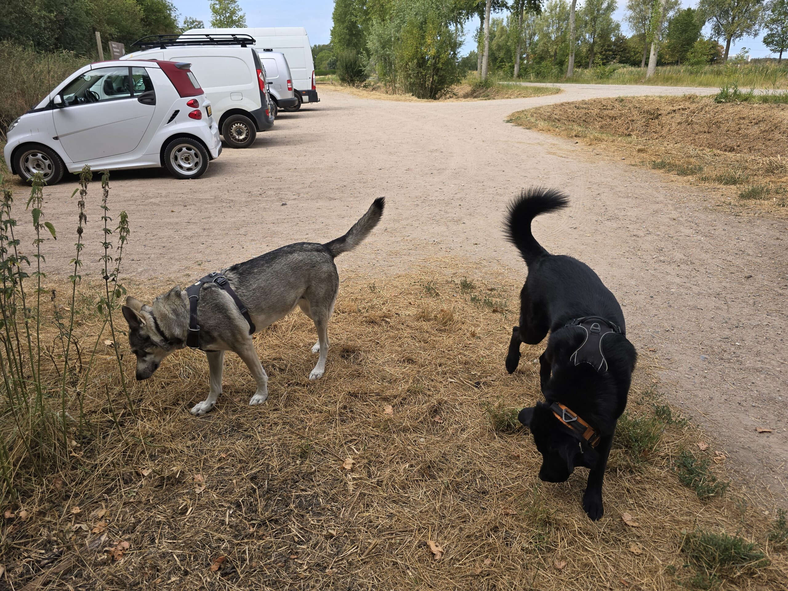 Drie honden snuffelen samen bij de start van een wandeling