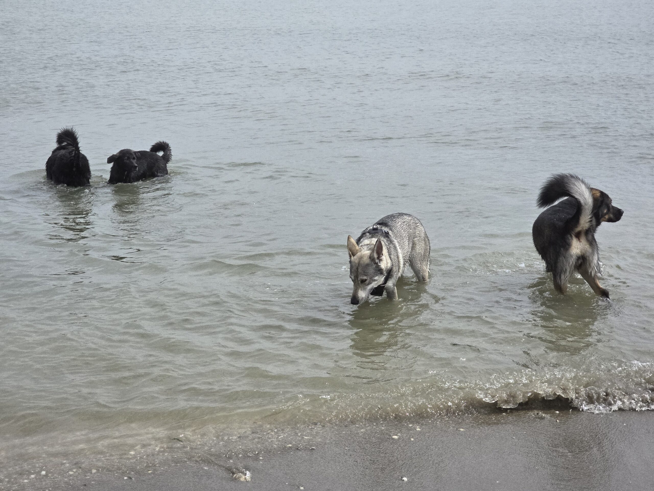 Vier honden spelen ontspannen samen in ondiep water