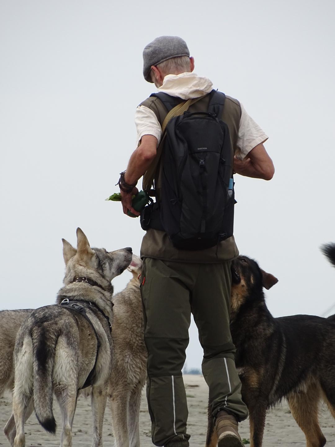 Roland begeleidt een groep honden tijdens een gezamenlijke wandeling