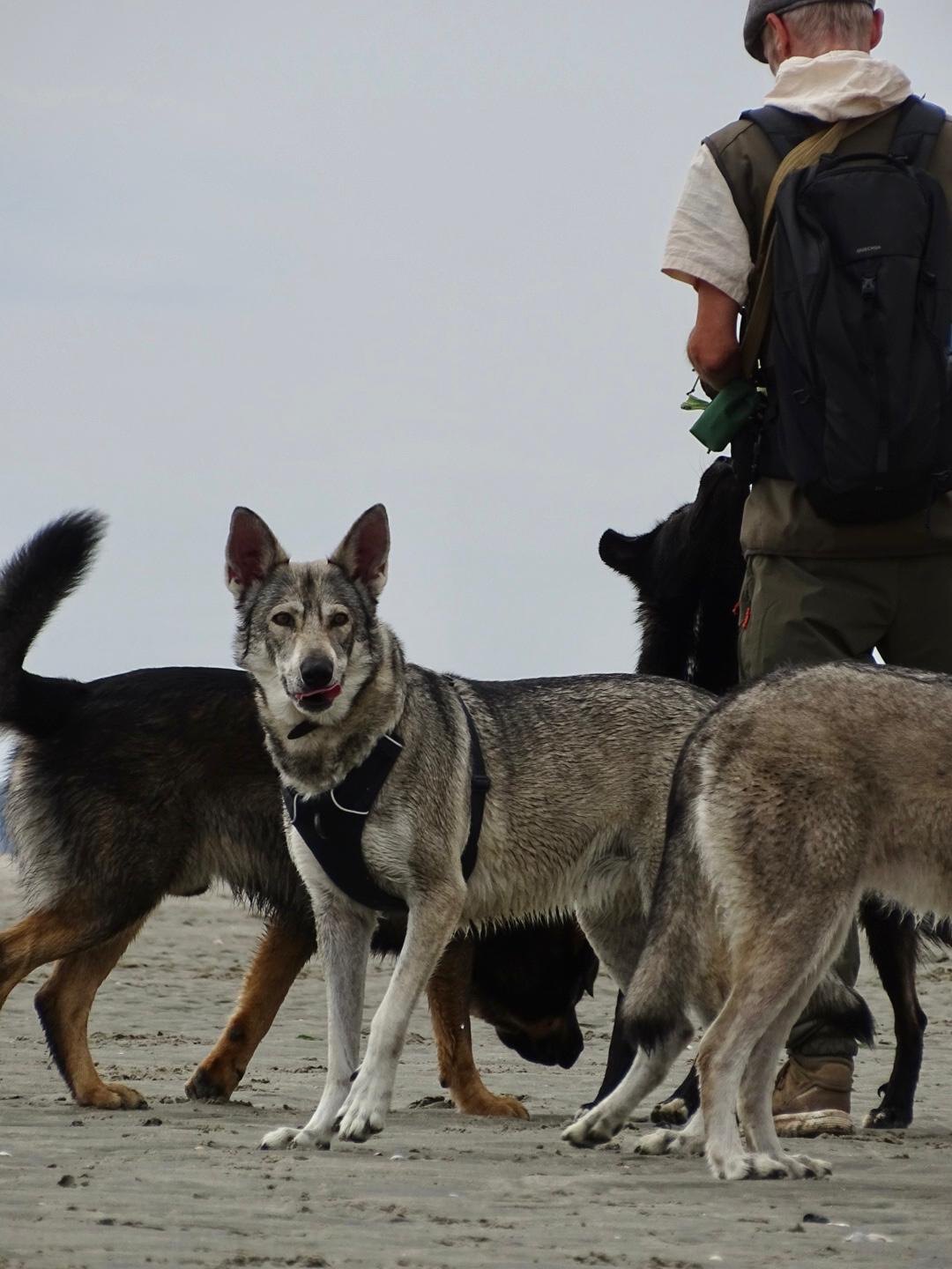 Een hond kijkt rustig naar de camera tijdens een begeleide kennismaking