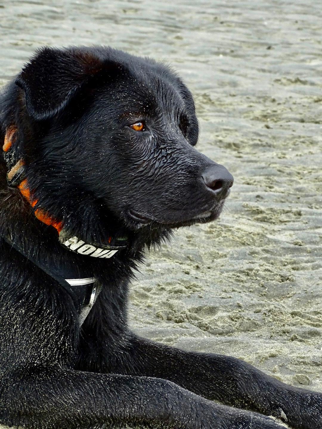 Nova kijkt rustig over het strand