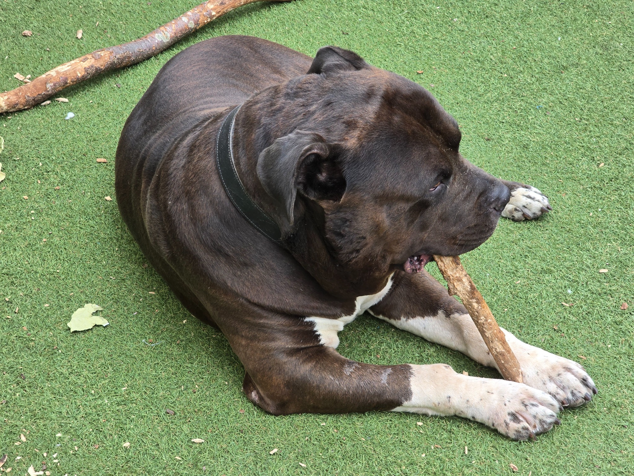 Baloo ligt ontspannen met een tak in de tuin tijdens zijn verblijf.