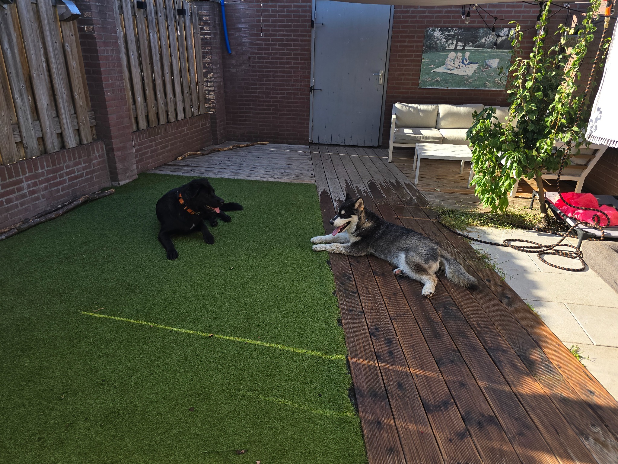 Muktuk rust samen met Nova in de tuin tijdens de opvang.