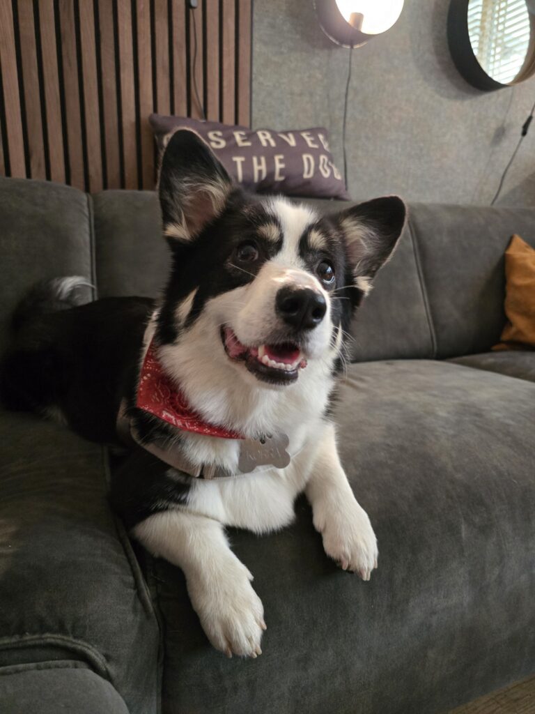 Korra ligt met een rode bandana op de bank tijdens de dagopvang.