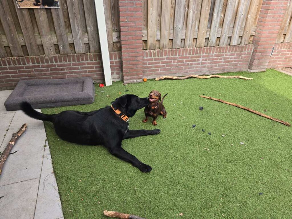 Nova en Sjaakie samen in de tuin tijdens het verblijf.