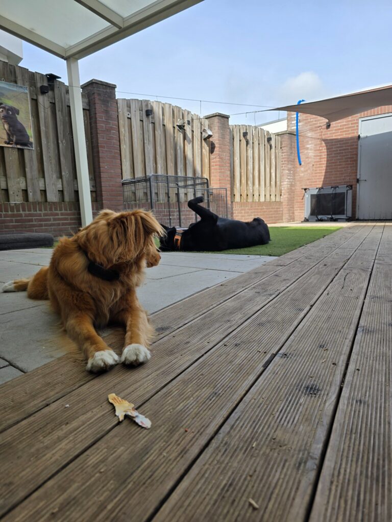 Kiwi en Nova ontspannen samen tijdens de dagopvang.