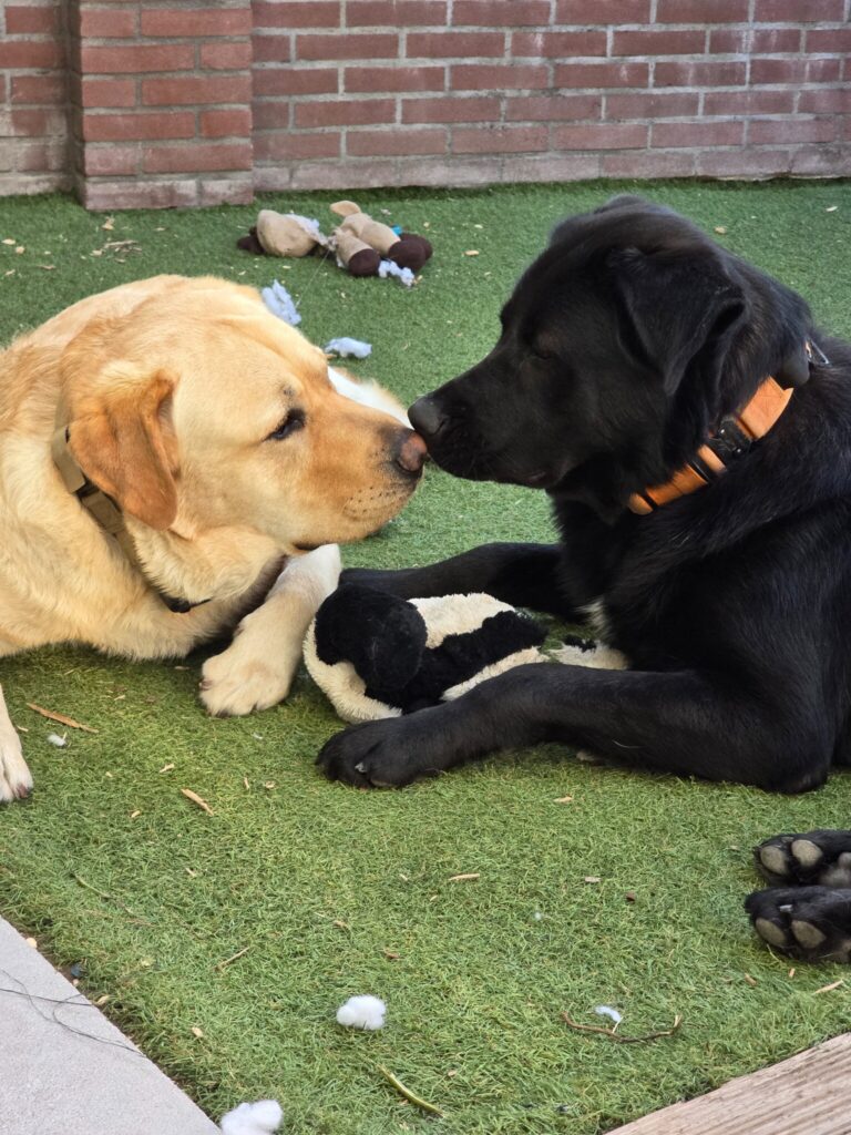 Luca en Nova liggen neus aan neus in de tuin.