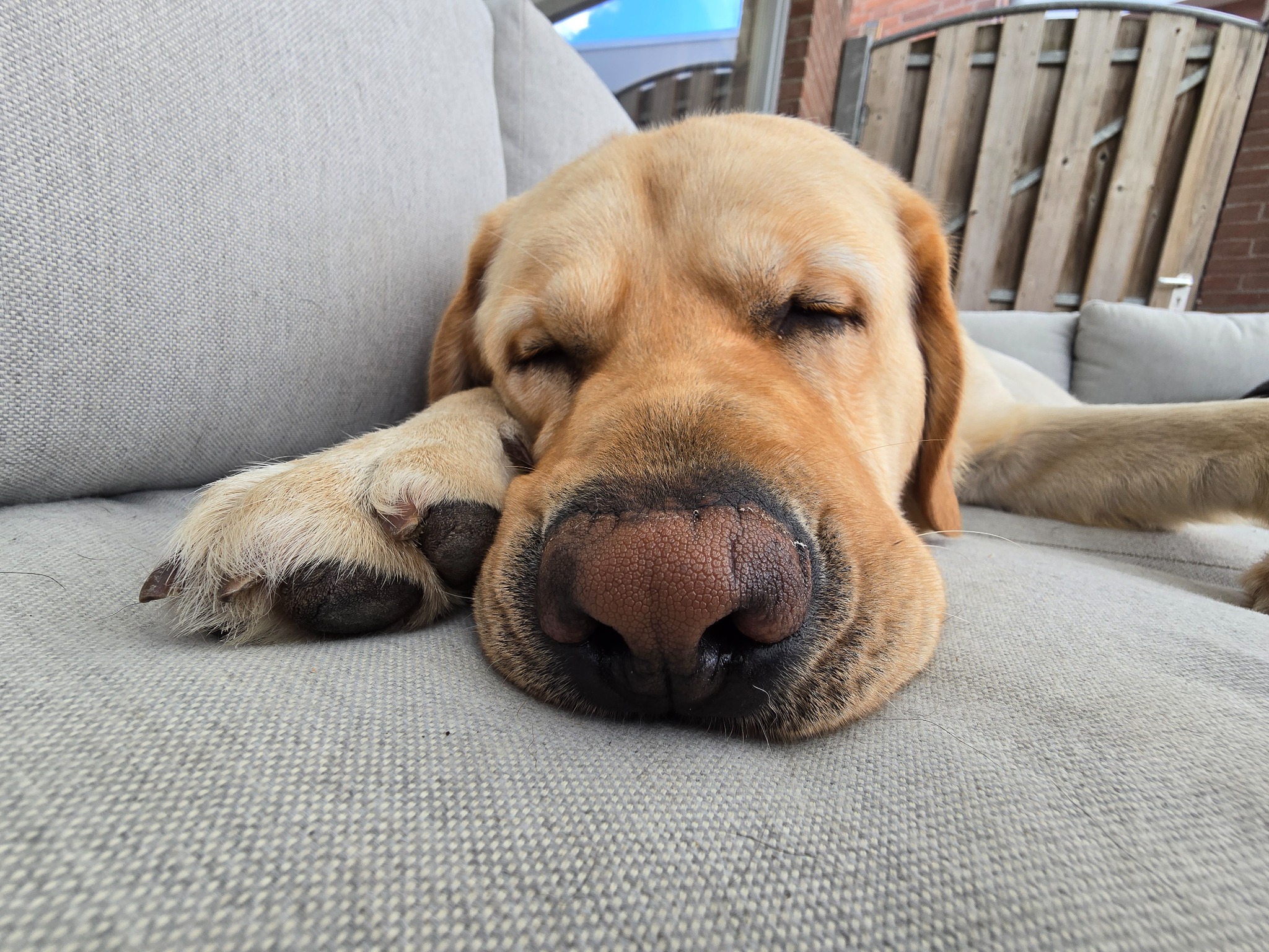 Luca slaapt op de bank met zijn neus dichtbij de camera bij Honden Hoeve de Lies.