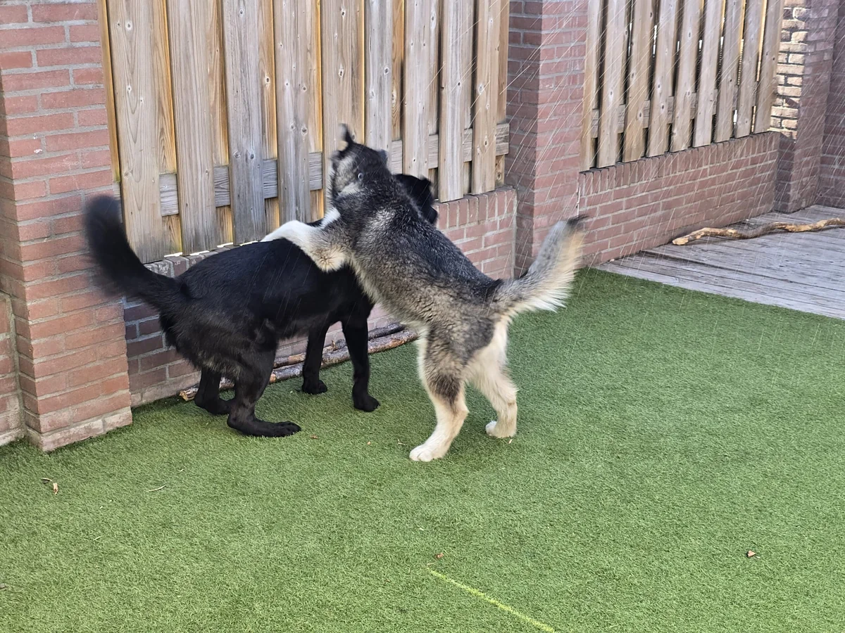 Twee honden spelen samen tijdens de kleinschalige dagopvang.